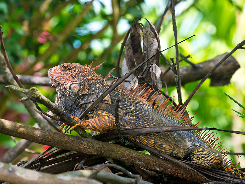 Animals, Birds, Insects of Costa Rica Flickr
