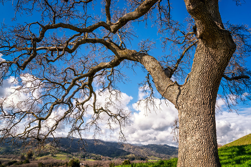 California Oak Tree A California Oak tree standing on a hi… Flickr