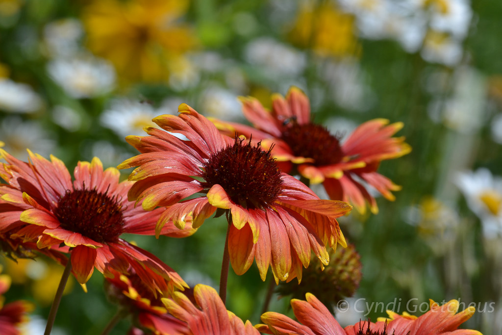 flowers 4602 CJ Newlife Flickr