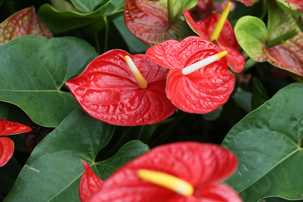 FlamingoFlower (Anthurium andraeanum) Longwood Gardens Ke… Flickr