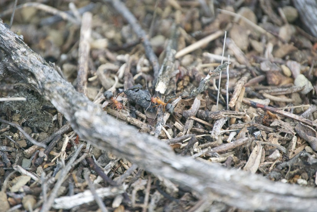 carpenter ant drain Flickr