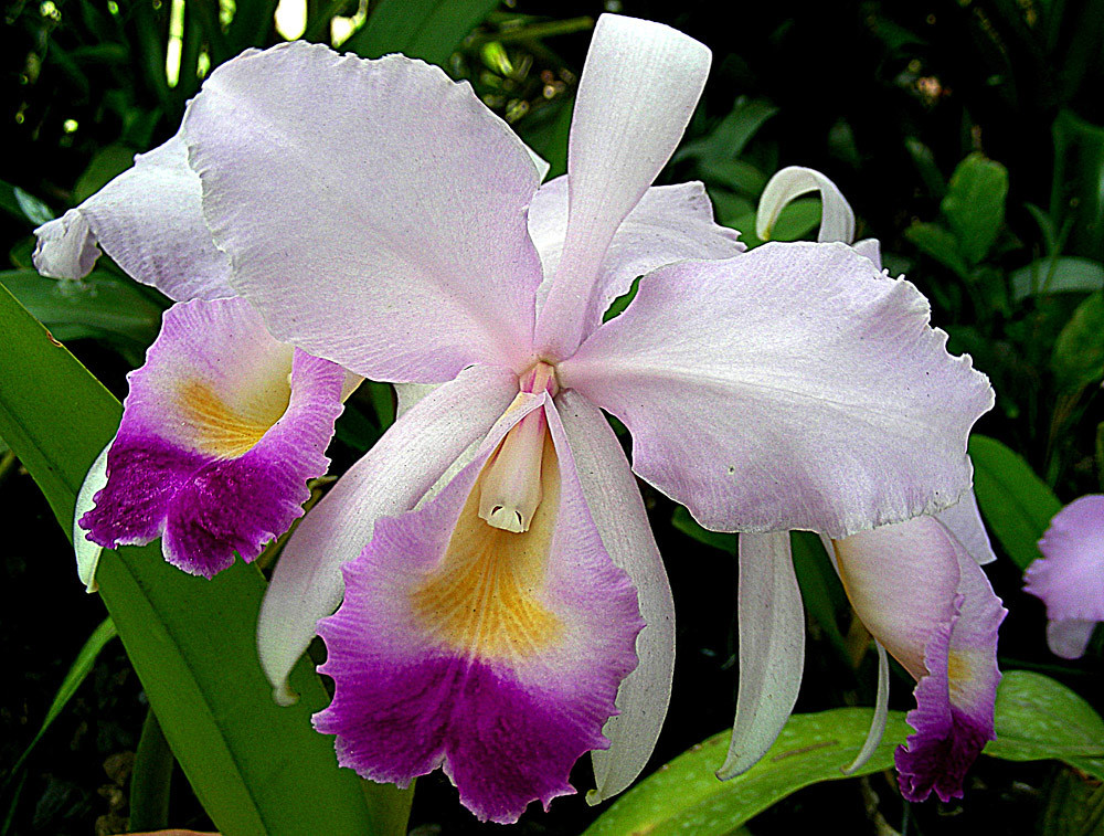 Cattleya trianae, the national flower of Columbia An epiph… Flickr