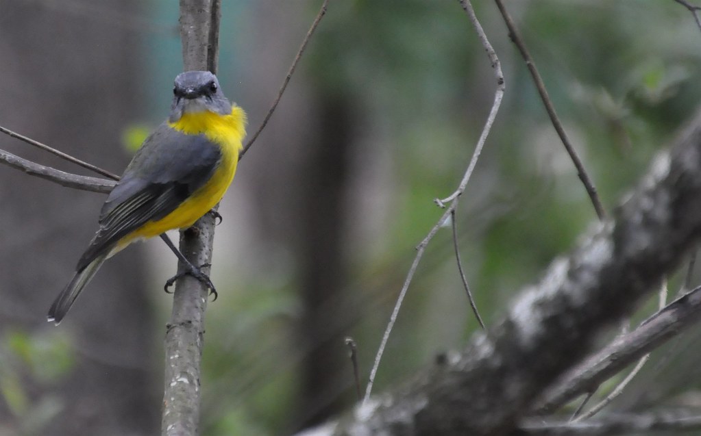 Yellow breasted bird Probably an Eastern Yellow Robin (Eop… Flickr