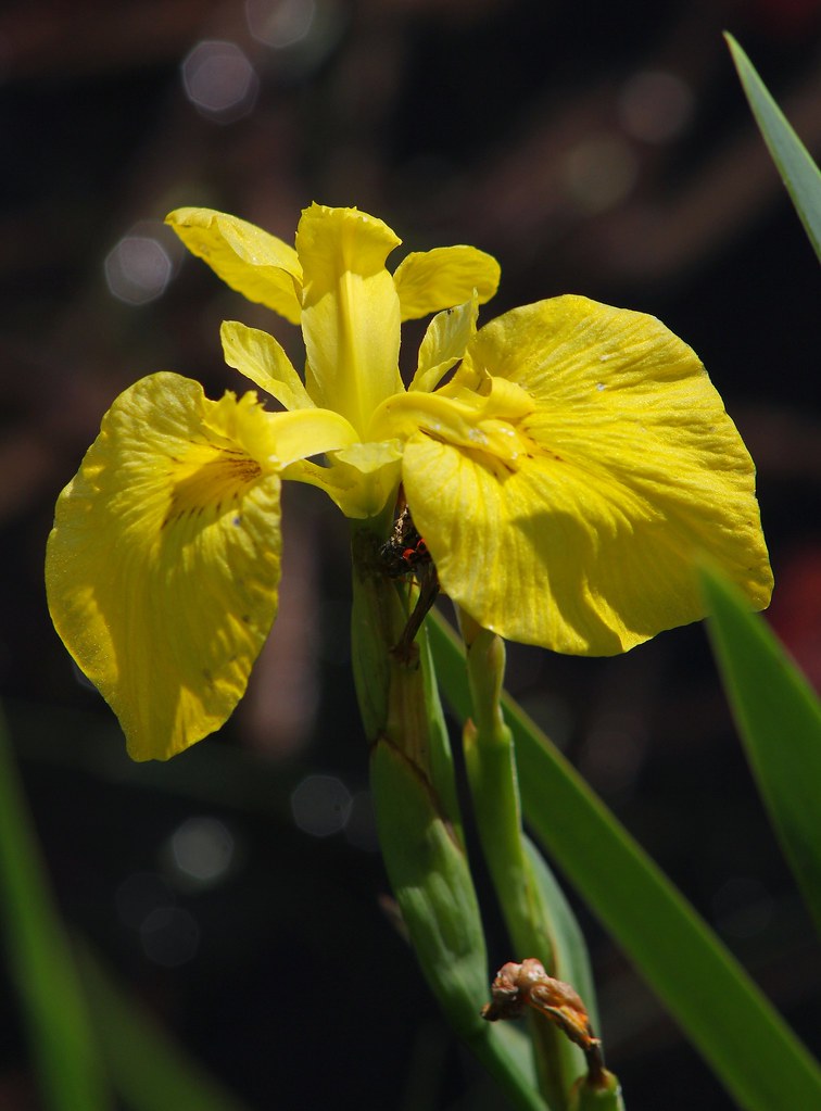 Yellow Water Flag (Iris pseudacorus) Nonnative invasive. Under the
