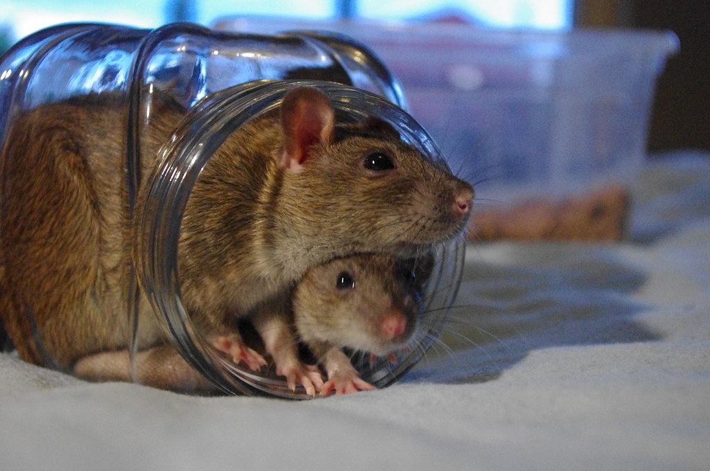 Rats in a jar How many rats can you fit into a jar? Staffan Vilcans