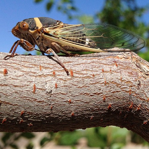Cicada. A.K.A. Chicharra. Yes, this was taken with an iPho… Flickr
