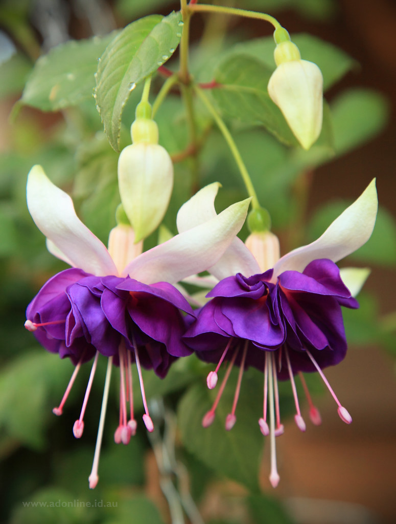 Fuchasia 'Golden Anniversary' Fuchsia 'Golden Anniversary'… Flickr