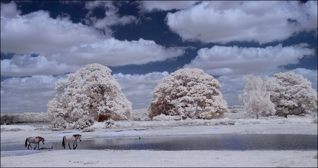 Harry New Forest Infra Red Romsey Viewfinders Flickr