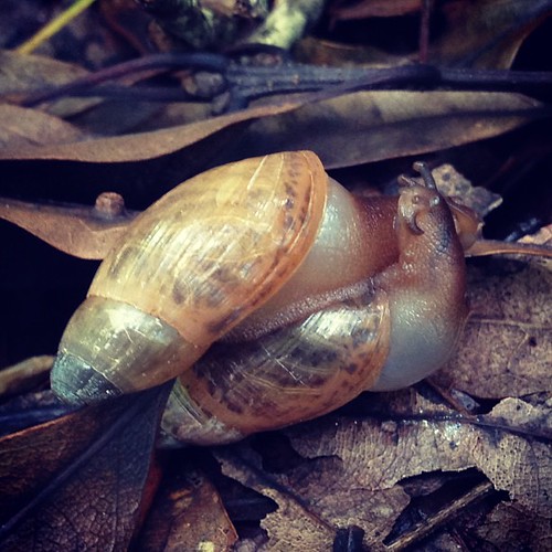 Rosy Wolfsnail Love These guys/gals are hermaphrodites. … Flickr