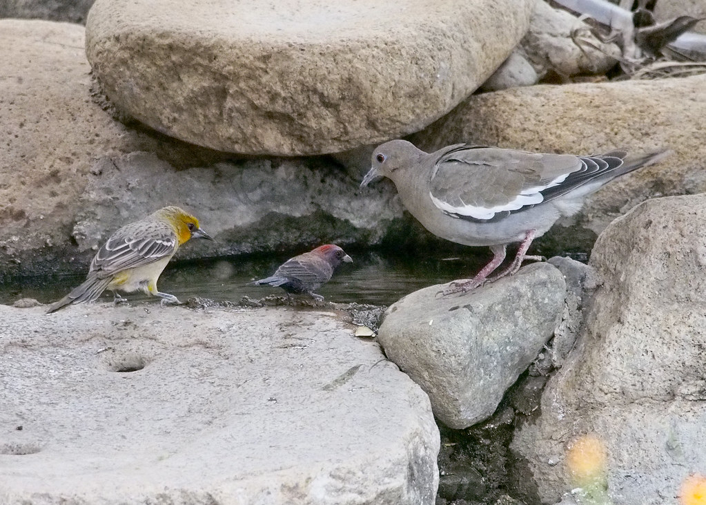 StreakBacked Oriole, Varied Bunting, WhiteWinged Dove 20… Flickr