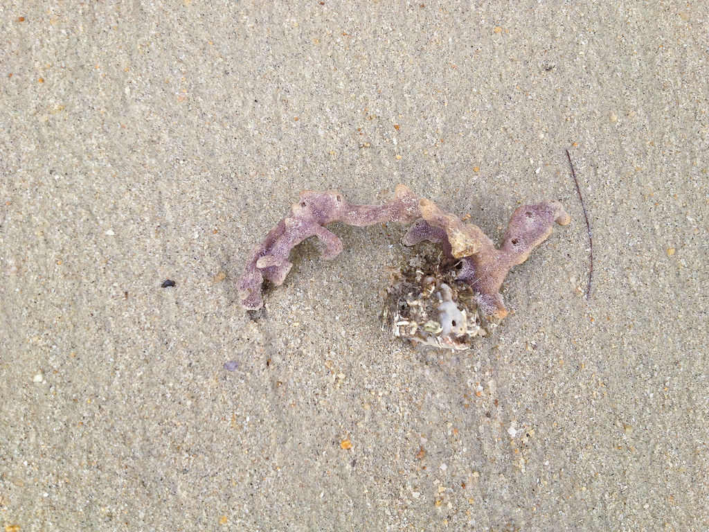 Dead sponges Flickr