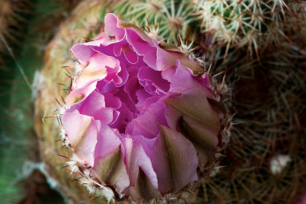 Prickly Flower Lorne Thomas Flickr