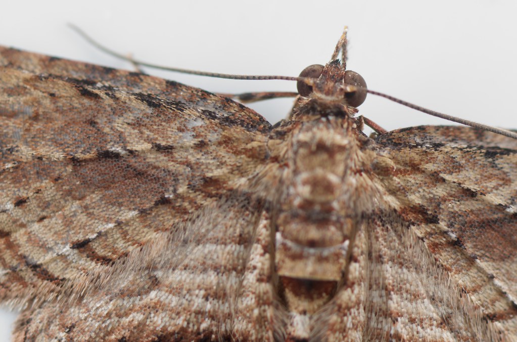 brown moth indoors Jon Sullivan Flickr