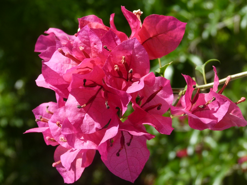 Bougainvillea Flowers Roatan Honduras Jim Munson Flickr