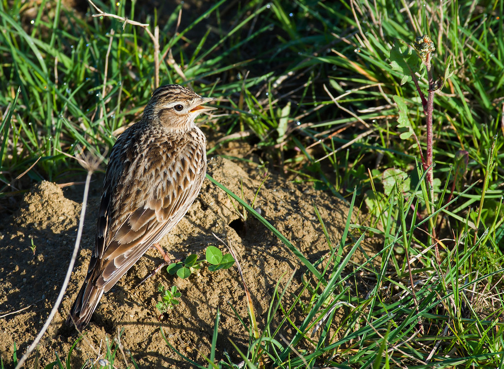 Alouette des champs Une matinée avec les alouettes... L'on… Flickr