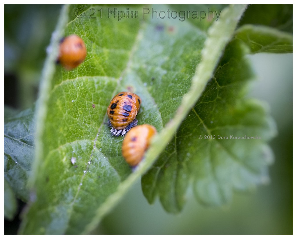 Bug Macro0845 Ladybug nymphs Dora Korz 21 Mpix Photography Flickr