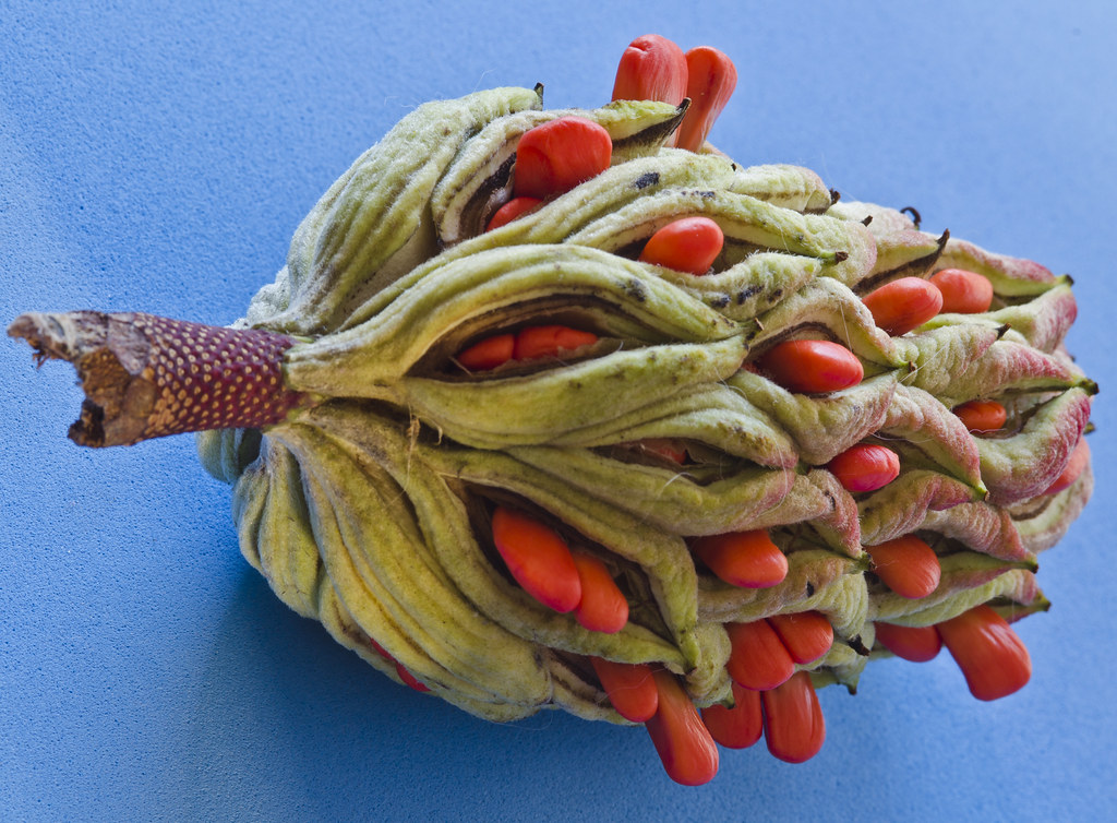 Magnolia Seed Pod A few days ago I picked this green seed … Flickr