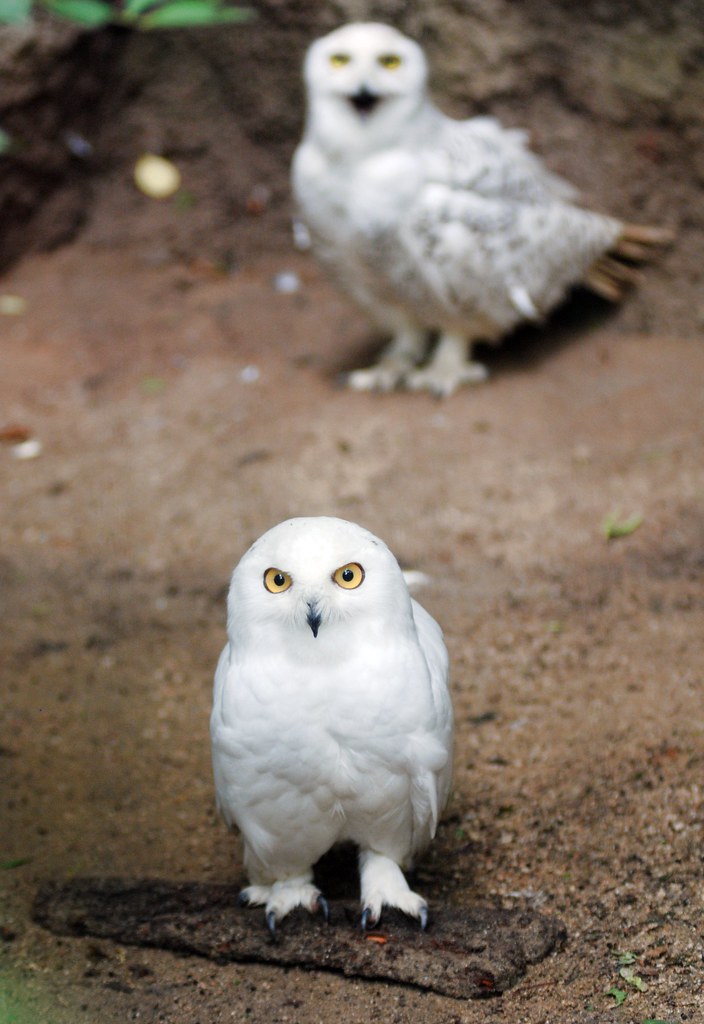 Snowy Owl Snowy Owl everland.korea IN CHERL KIM Flickr