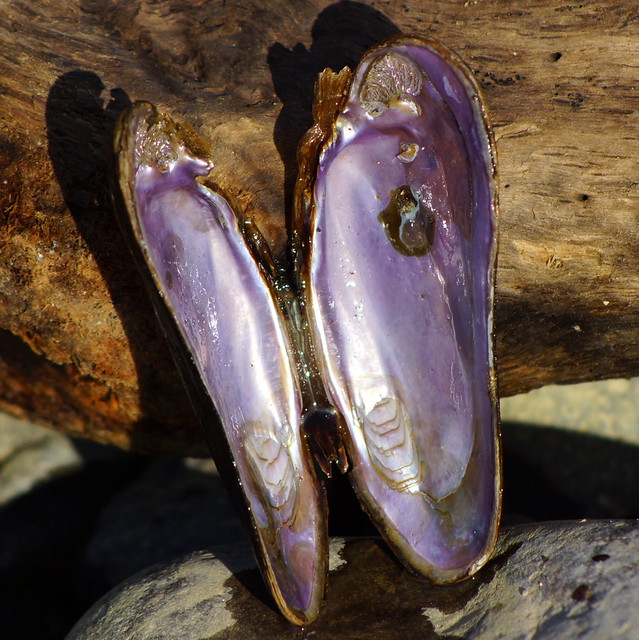Flickriver Photoset 'River Mussels' by TheNewJane