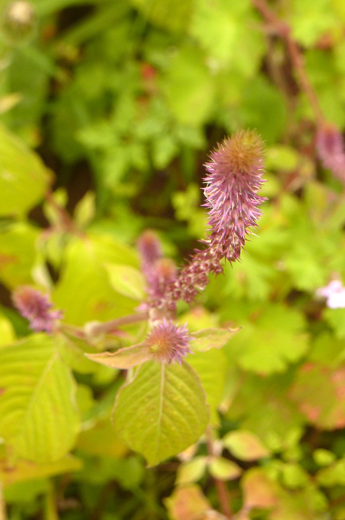 Achyranthes sicula Chaff weed, Devil's Horsewhip w Madeira… Flickr