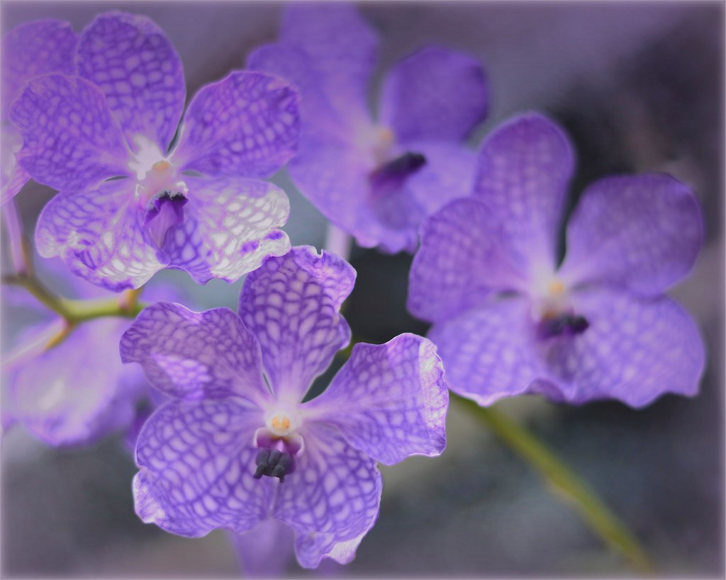 Purple Butterfly Dream (endangered Vanda Coerulea) Flickr