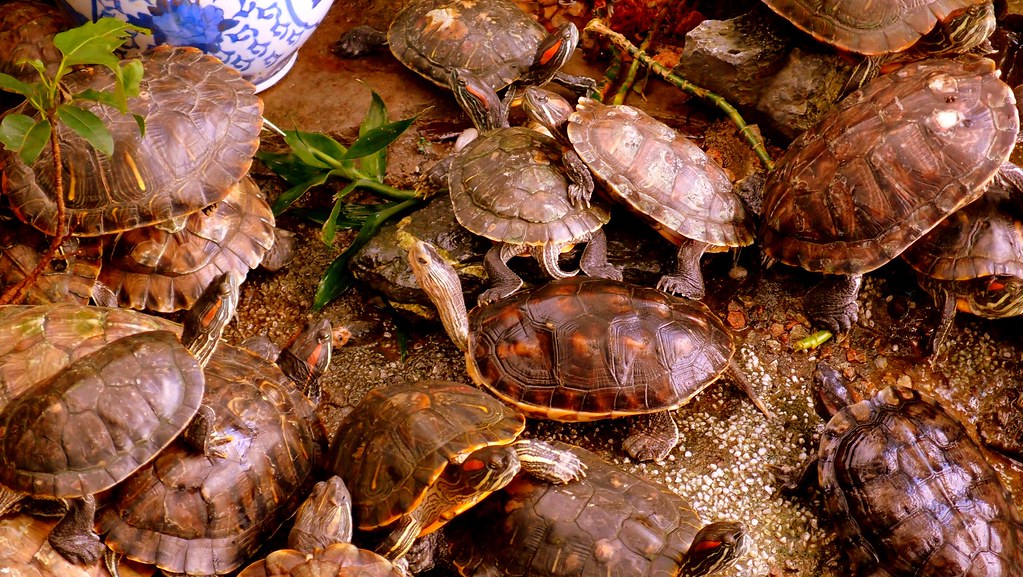Hong Kong Wildlife Turtles Visit Hong Kong The Ten Tho… Flickr