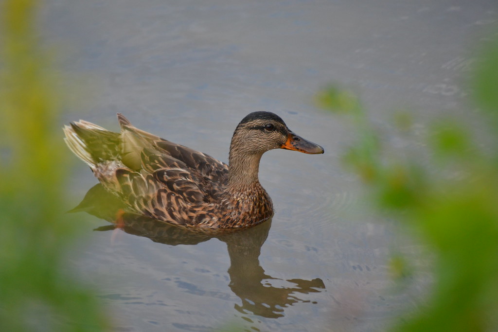 058 Wide waters marina, Lockport ny thom fitzrandolph Flickr