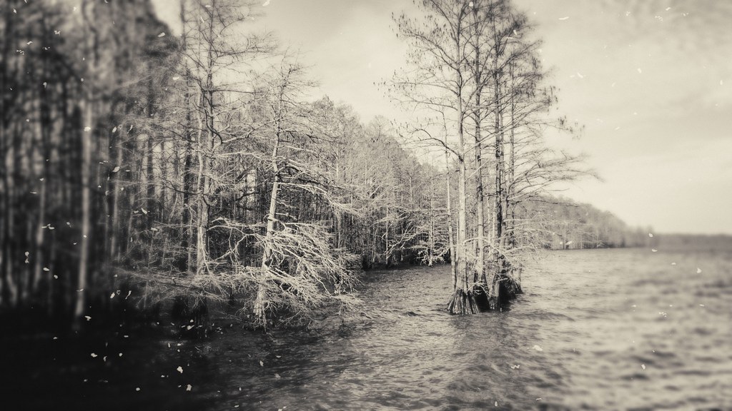 Cypress Trees Lake Phelps, NC Harold Elixson Flickr