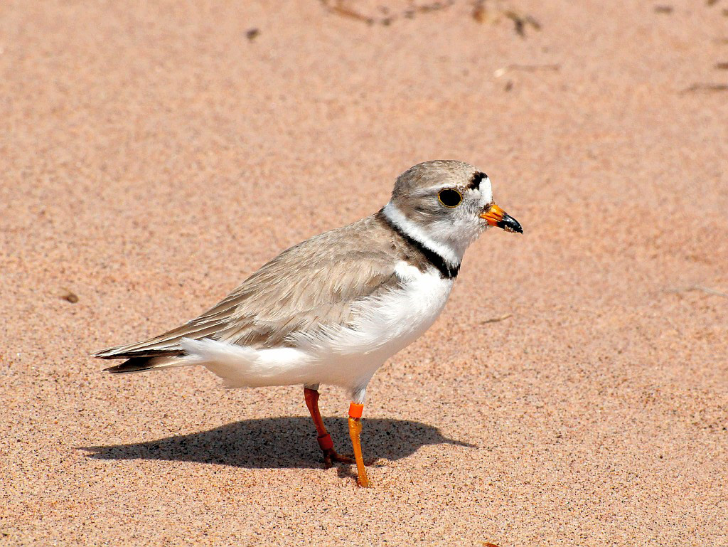 Piping Plover Piping plover on a beach in Wisconsin. Photo… Flickr