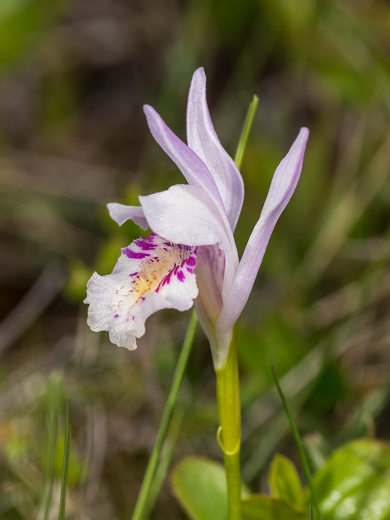 Arethusa bulbosa (Dragon's Mouth orchid) These were