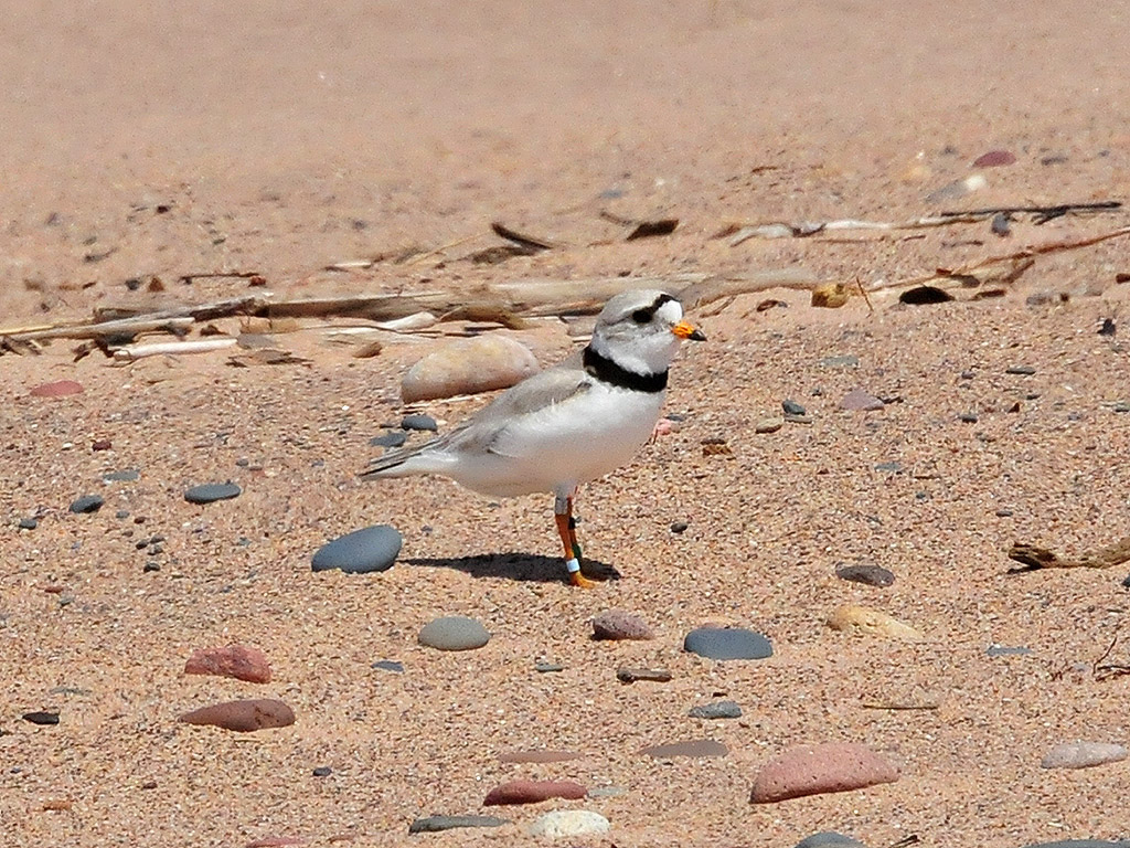 Piping Plover Piping plover in WI. Photo by Joel Trick/USF… USFWS