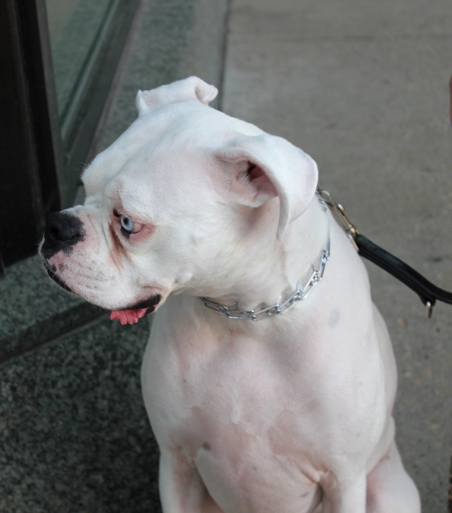 Boxer Dog Show 2013 Marcia O'Connor Flickr