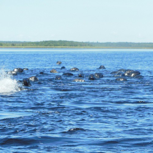One more of the Grey Seals at Blacklands gully at Kouchibo… Flickr