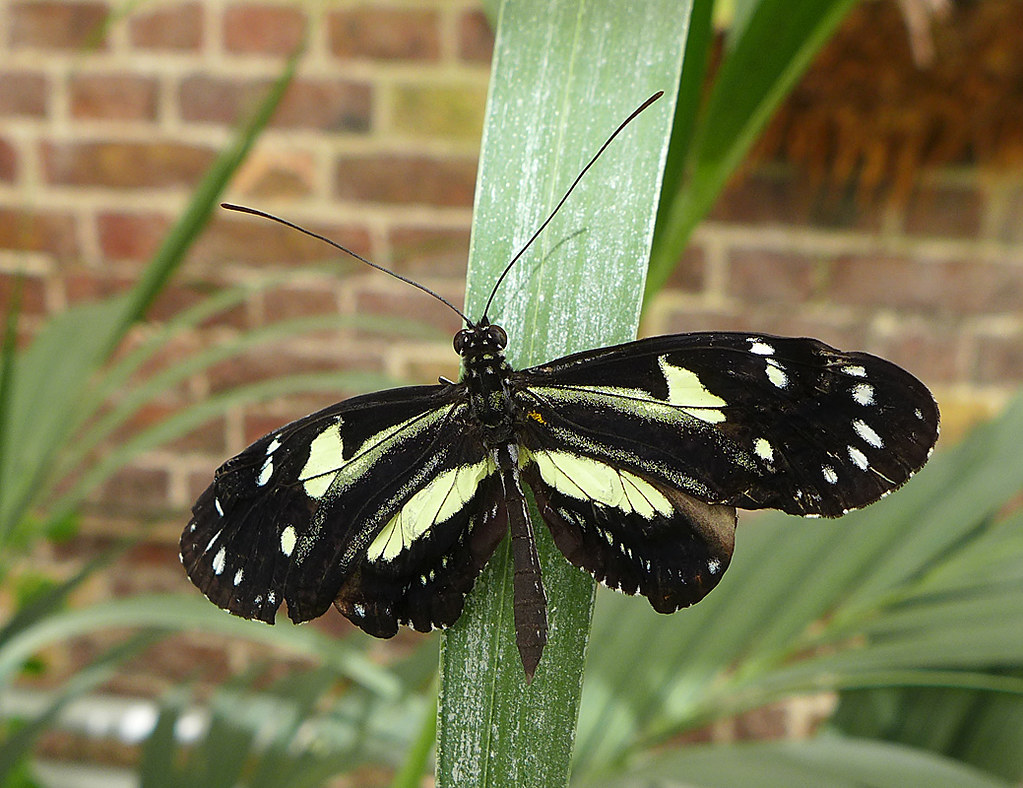 Butterfly Butterfly House, Golders Hill Park, London Tiggrx Flickr