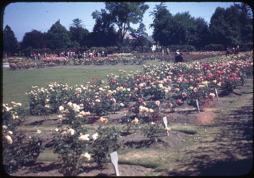 Woodland Park Rose Garden, Seattle, 1946 Taken by my grand… Flickr