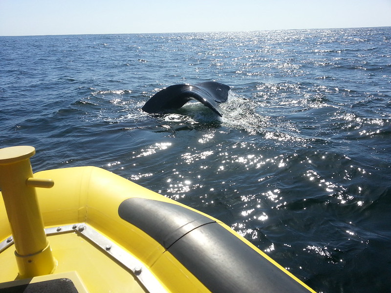 Whale Watching Vancouver Island News, Events, Travel,