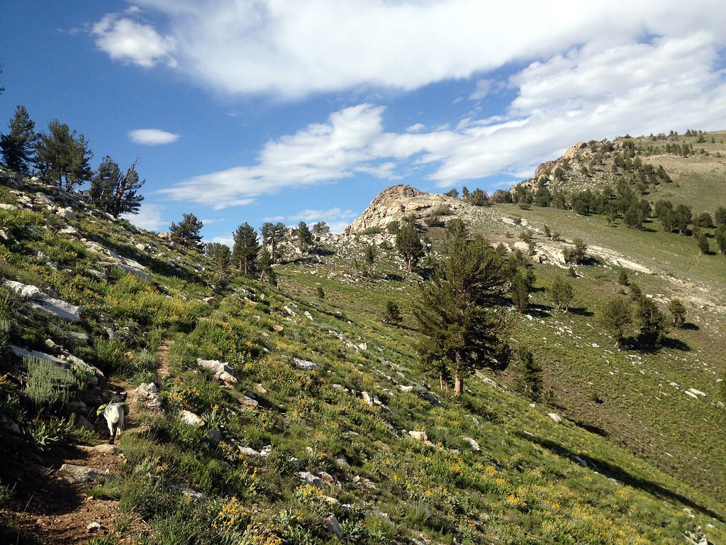 rubies 2013 339 Ruby Mountains 2013 MayaR89 Flickr