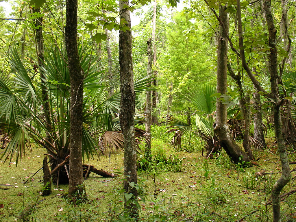 palmetto palm swamp Louisiana Jean LaFitte National Hist… Flickr