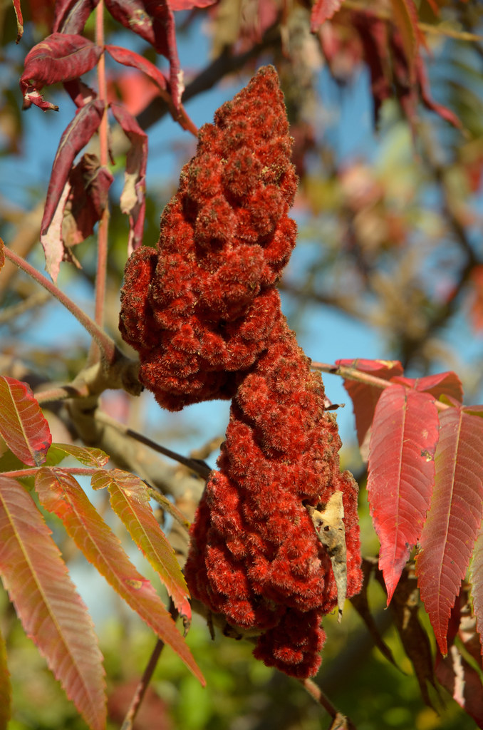 Sumac drupes Berry clusters of the staghorn Sumac, with so… Flickr