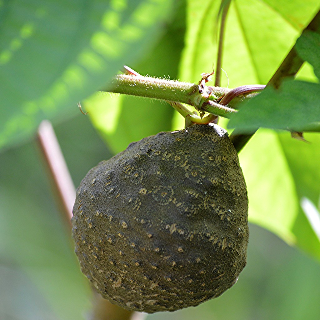 Air Potatoes even overtake large trees A native to tropica… Flickr
