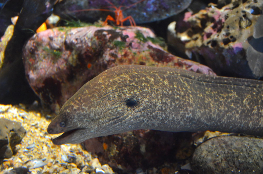 California moray eel California moray eel (Gymnothorax mor… Flickr
