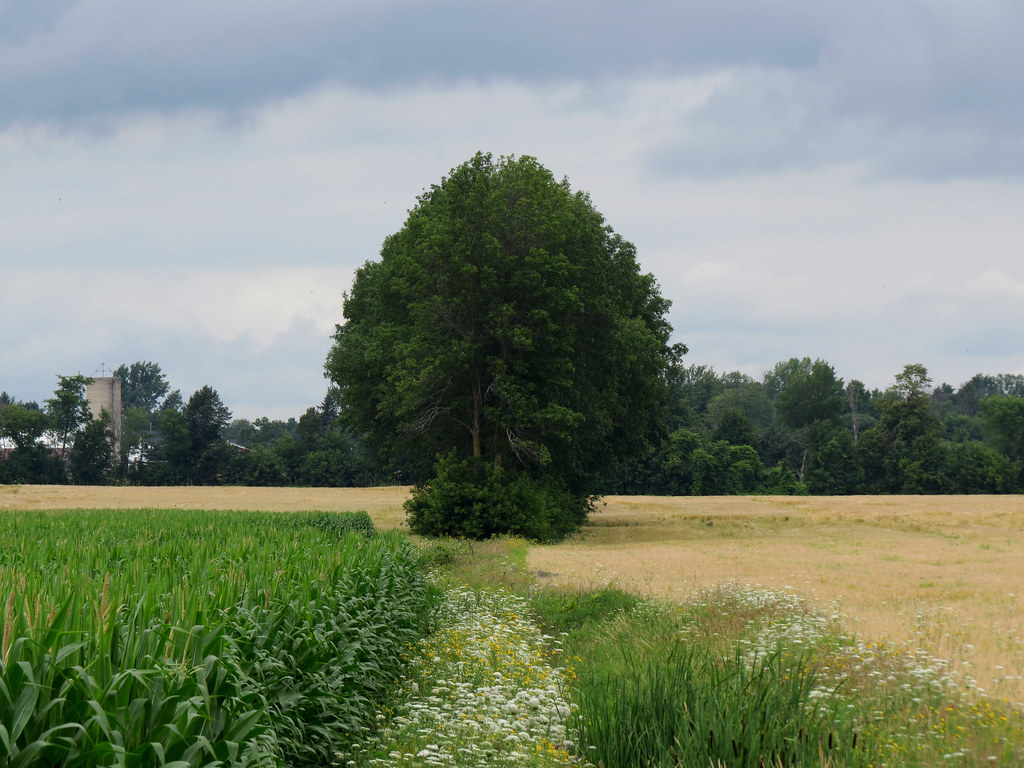 IMG_0561e Morewood, Ontario, Canada. Ullysses Flickr