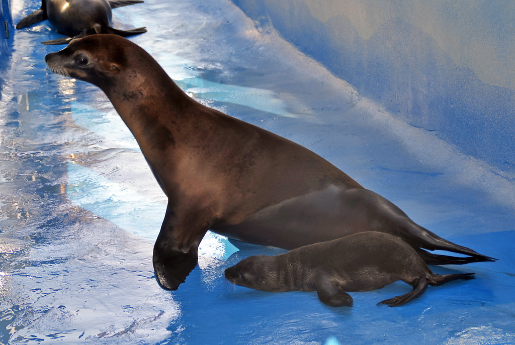 Nace una cría de león marino (Rancho Texas Lanzarote Park)… Flickr