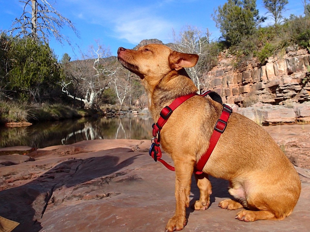 Great lakes skipper pulsesenturin