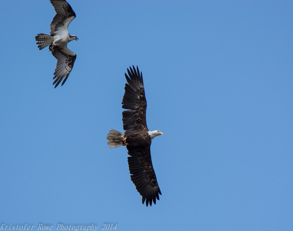Osprey Vs Bald Eagle 5_24 Kristofer Rowe Flickr