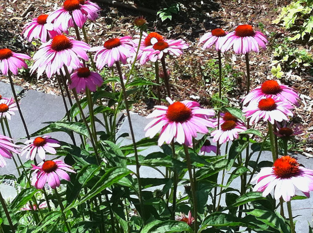 Purple Coneflowers Purple Coneflower Daisies line the walk… Flickr