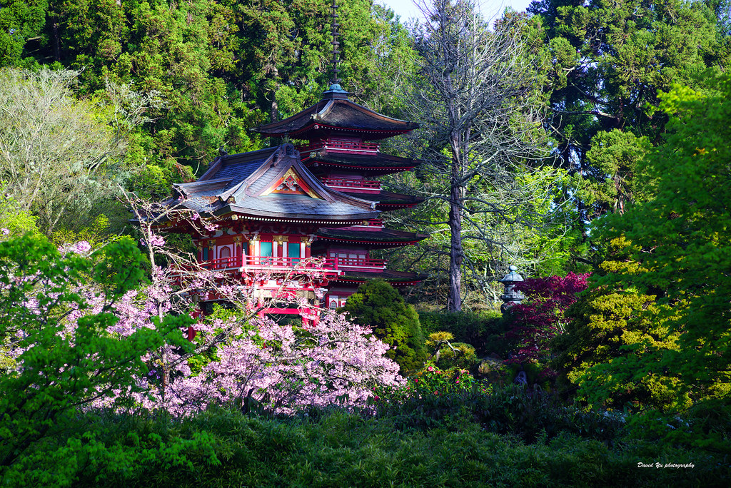 Cherry Blossom Japanese Tea Garden David Yu Flickr