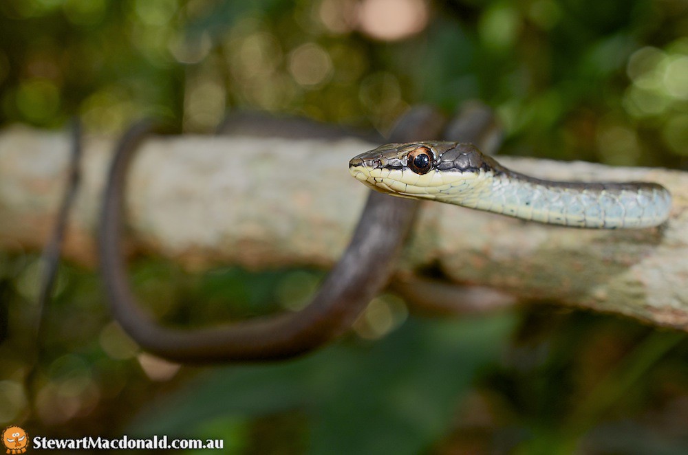 Northern tree snake (Dendrelaphis calligastra) Northern tr… Flickr