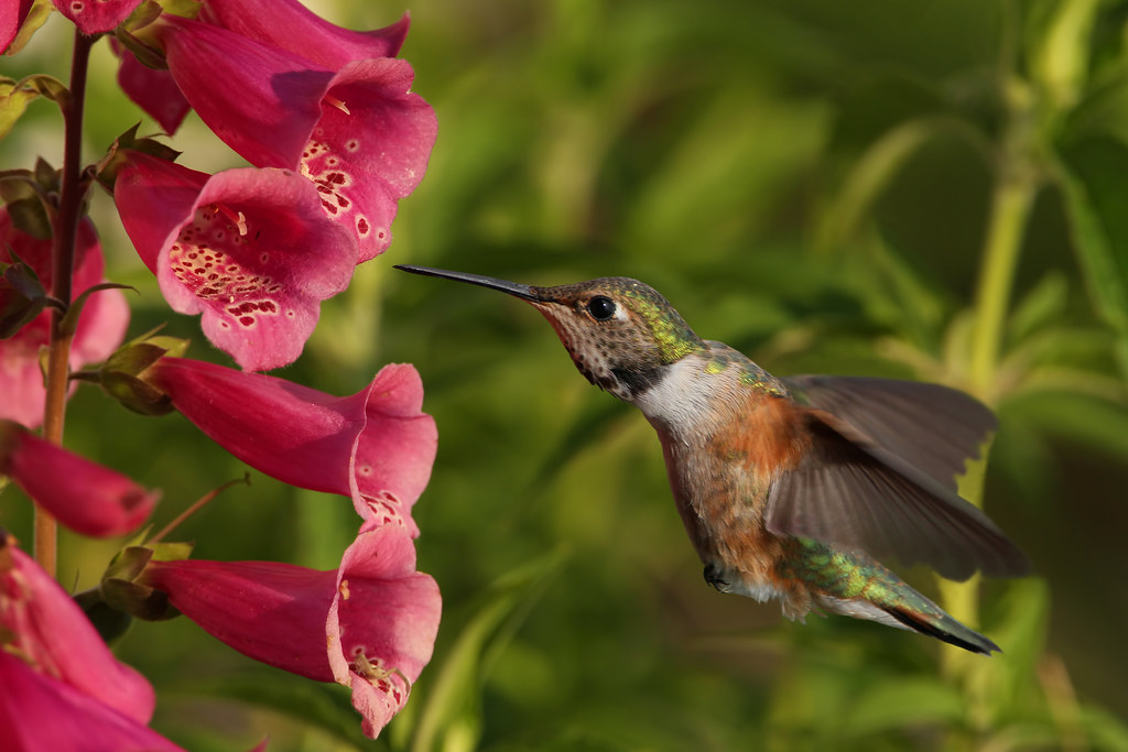 Hummingbird and Foxglove Ken Helal Flickr