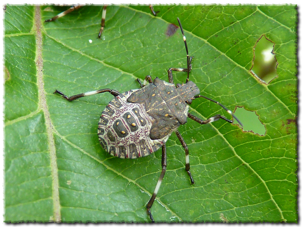 Halyomorpha halys Brown Marmorated Stink Bug Nymph Sta… Flickr